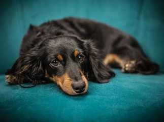 chien apaisé